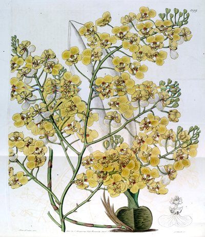 Chelyorchis ampliata by Miss Drake